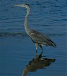 (07) Dscf8013.jpg    (672x760)    178 KB                              click to see enlarged picture