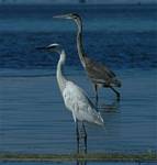 (49) Dscf8057.jpg    (727x760)    184 KB                              click to see enlarged picture