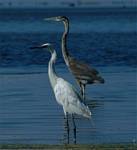 (50) Dscf8058.jpg    (699x760)    181 KB                              click to see enlarged picture