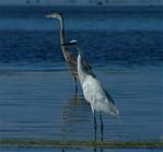 (52) Dscf8060.jpg    (815x760)    208 KB                              click to see enlarged picture