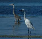 (53) Dscf8061.jpg    (826x760)    214 KB                              click to see enlarged picture