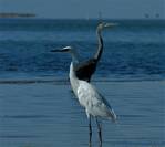 (56) Dscf8065.jpg    (851x760)    178 KB                              click to see enlarged picture