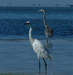 (57) Dscf8066.jpg    (748x760)    194 KB                              click to see enlarged picture