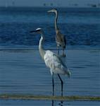 (58) Dscf8067.jpg    (721x760)    181 KB                              click to see enlarged picture