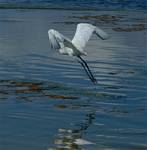 (60) Dscf8069.jpg    (745x760)    214 KB                              click to see enlarged picture