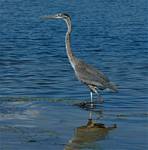 (64) Dscf8073.jpg    (752x760)    244 KB                              click to see enlarged picture