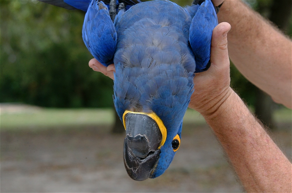 (02) Dscf8031.jpg   (1000x660)   216 Kb                                    Click to display next picture