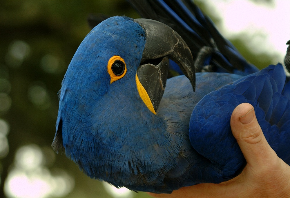 (03) Dscf8033.jpg   (1000x686)   233 Kb                                    Click to display next picture