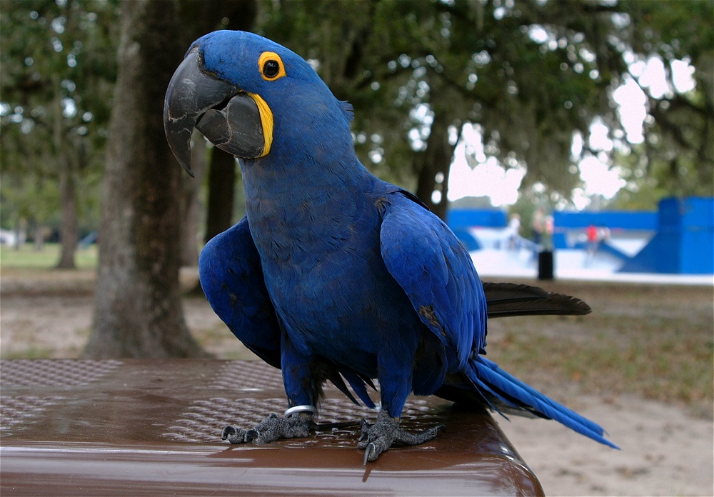 (04) Dscf8035.jpg   (1000x696)   255 Kb                                    Click to display next picture