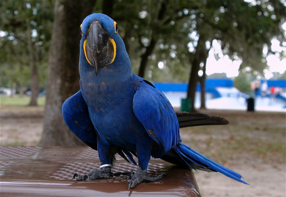 (05) Dscf8037.jpg   (1000x688)   245 Kb                                    Click to display next picture