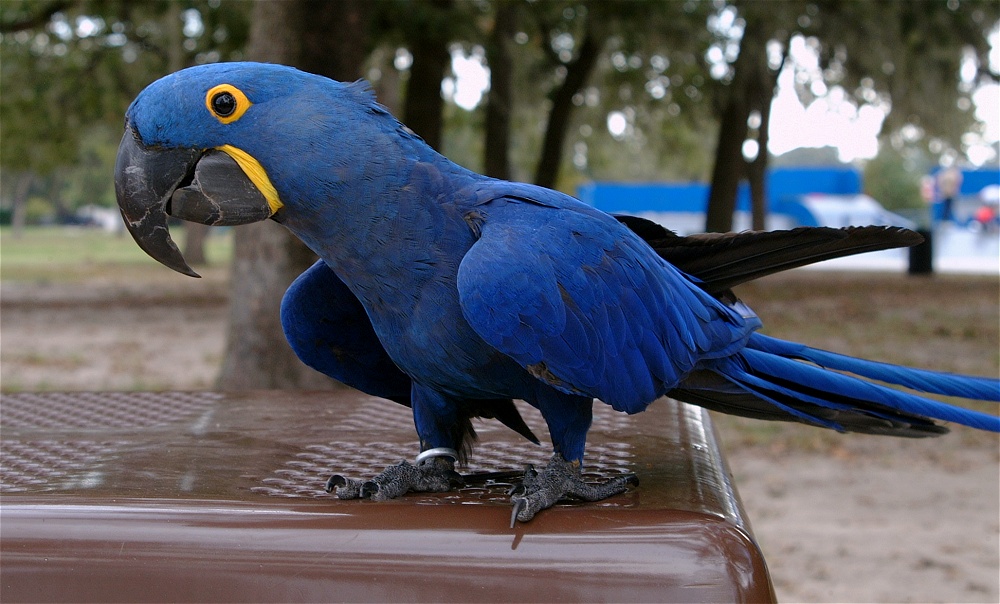 (06) Dscf8038.jpg   (1000x604)   231 Kb                                    Click to display next picture