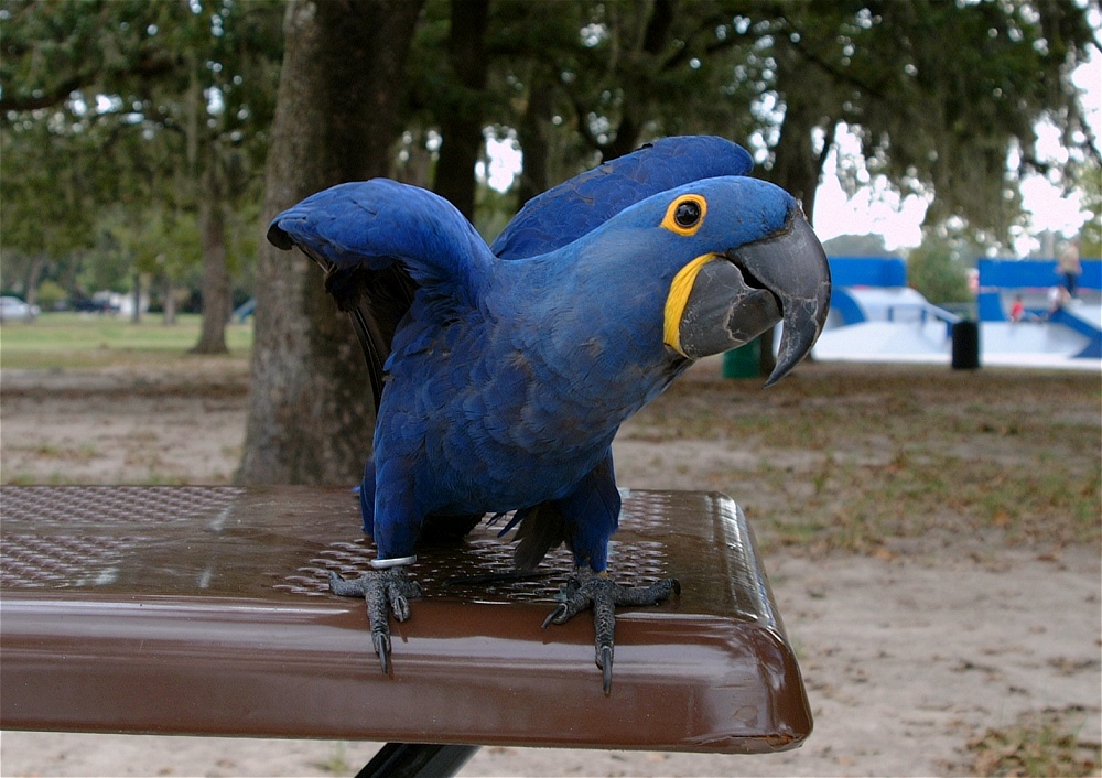 (07) Dscf8040.jpg   (1000x706)   265 Kb                                    Click to display next picture