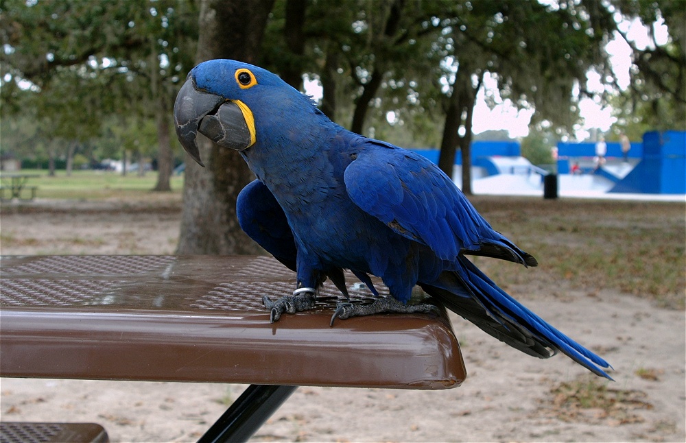 (08) Dscf8043.jpg   (1000x646)   252 Kb                                    Click to display next picture