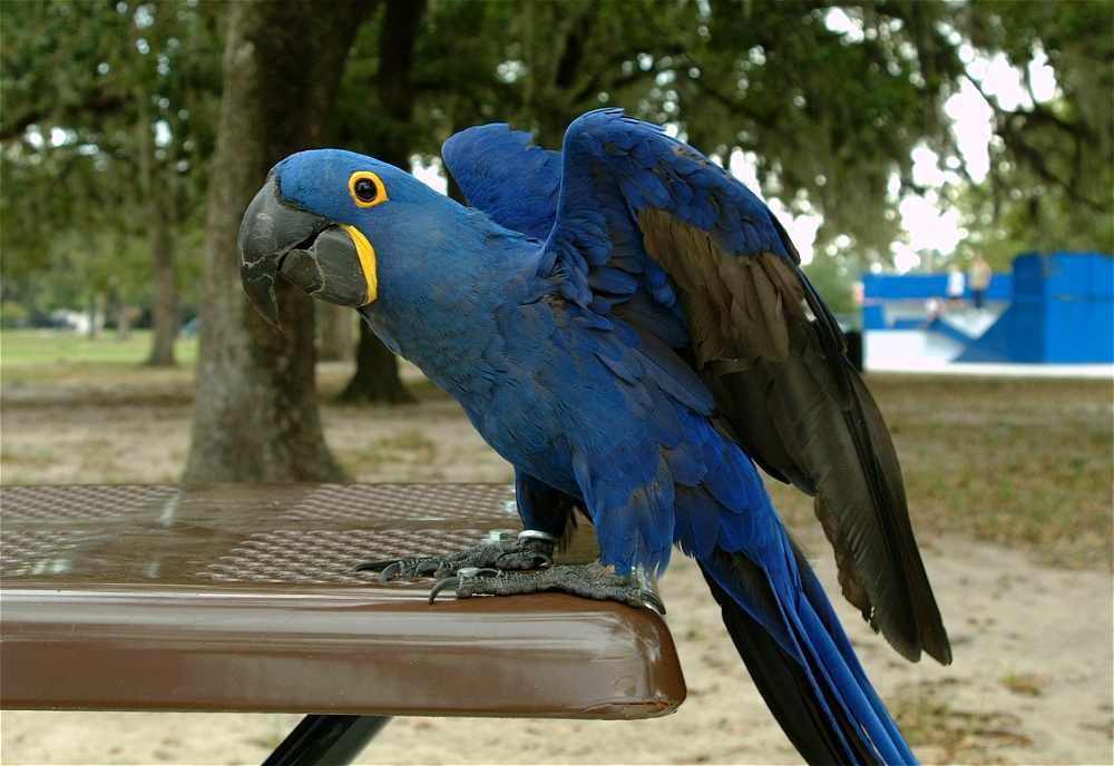 (09) Dscf8044.jpg   (1000x688)   260 Kb                                    Click to display next picture