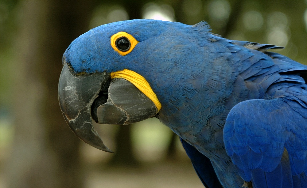 (11) Dscf8049.jpg   (1000x614)   214 Kb                                    Click to display next picture