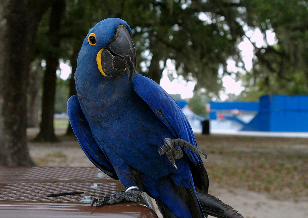 (12) Dscf8052.jpg   (1000x709)   260 Kb                                    Click to display next picture