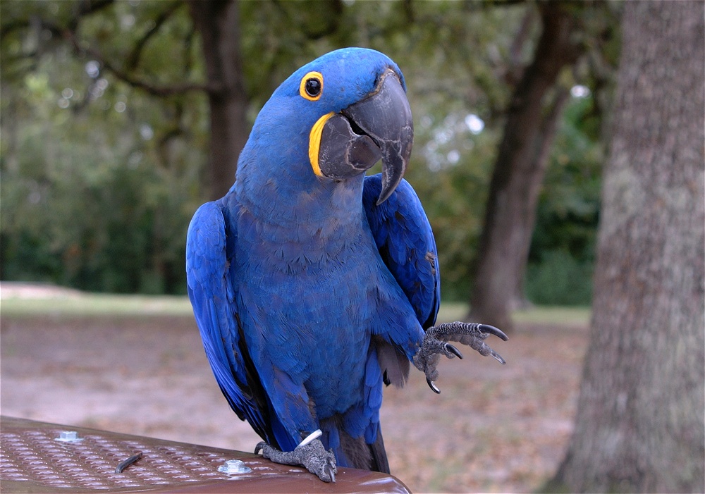 (13) Dscf8056.jpg   (1000x701)   243 Kb                                    Click to display next picture