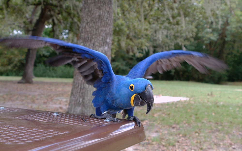 (14) Dscf8059.jpg   (1000x626)   221 Kb                                    Click to display next picture