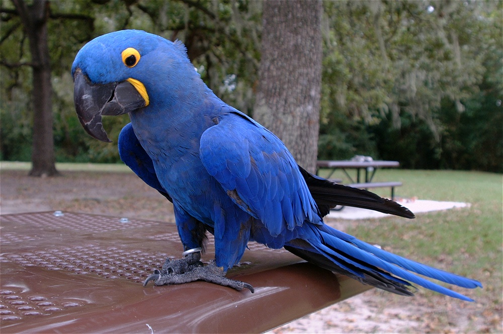 (16) Dscf8063.jpg   (1000x664)   260 Kb                                    Click to display next picture