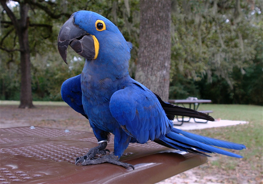 (17) Dscf8064.jpg   (1000x701)   277 Kb                                    Click to display next picture