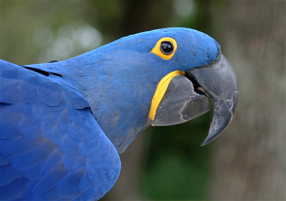 (20) Dscf8069.jpg   (1000x706)   222 Kb                                    Click to display next picture