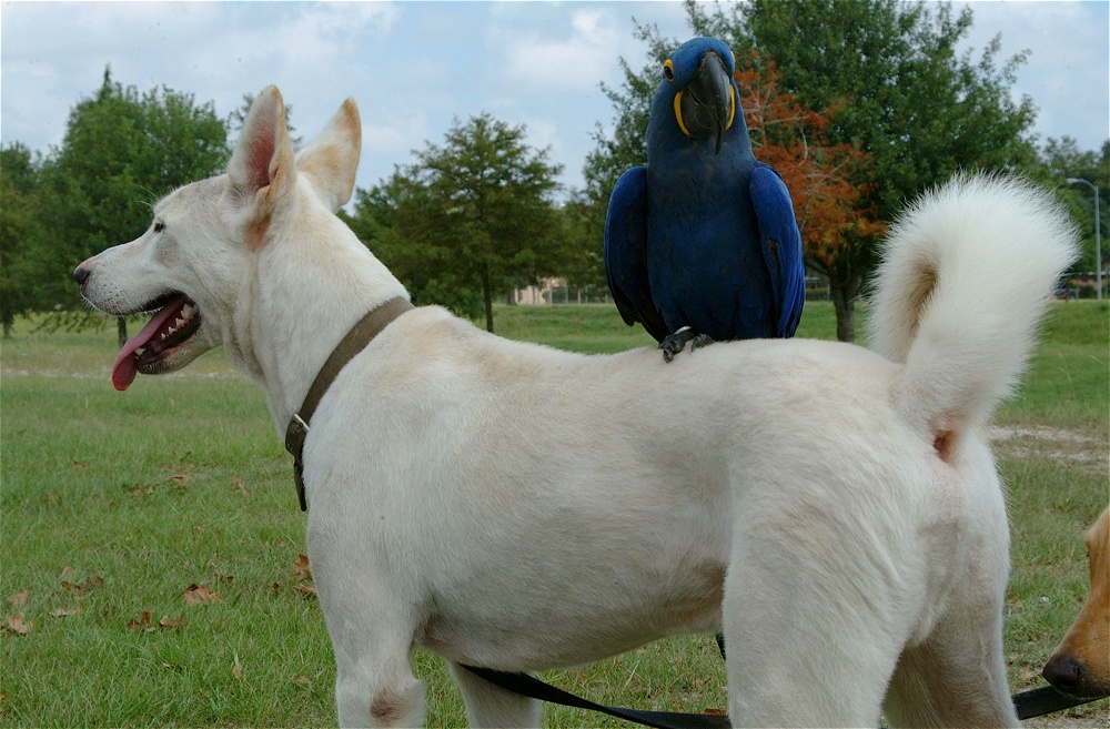 (24) Dscf8087.jpg   (1000x657)   271 Kb                                    Click to display next picture