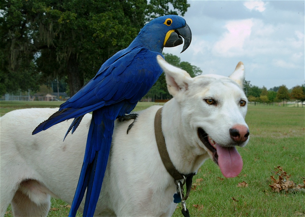 (25) Dscf8088.jpg   (1000x712)   273 Kb                                    Click to display next picture