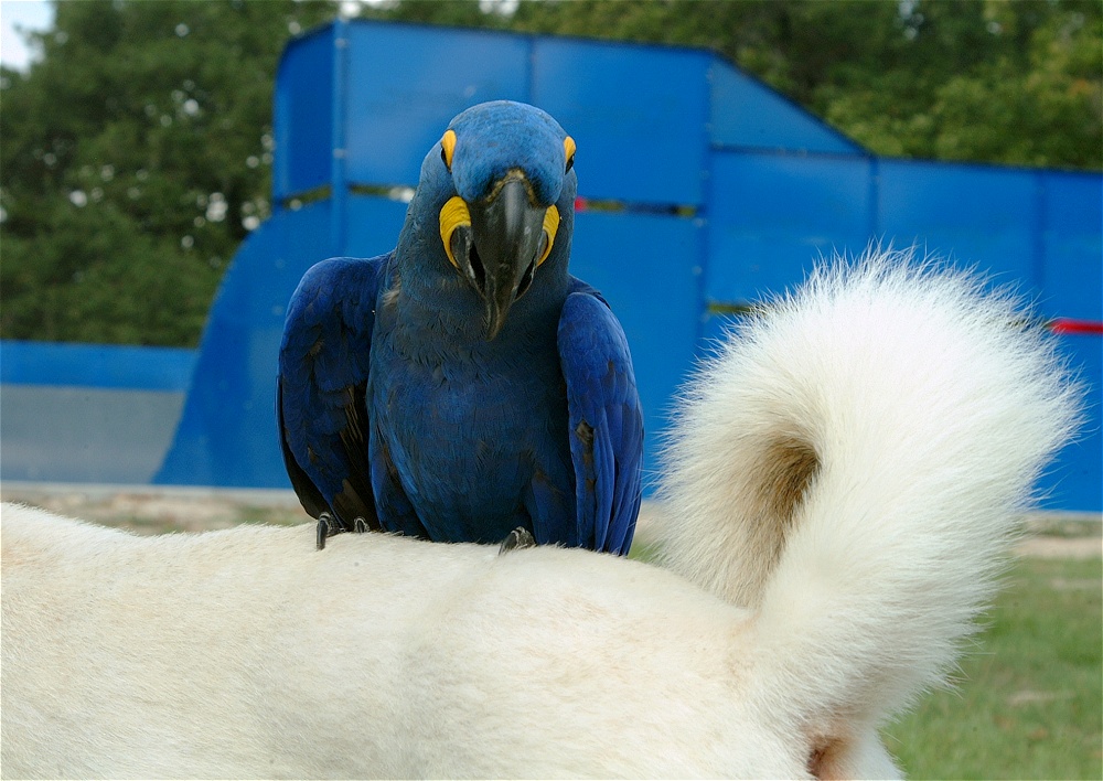 (26) Dscf4031.jpg   (1000x708)   251 Kb                                    Click to display next picture