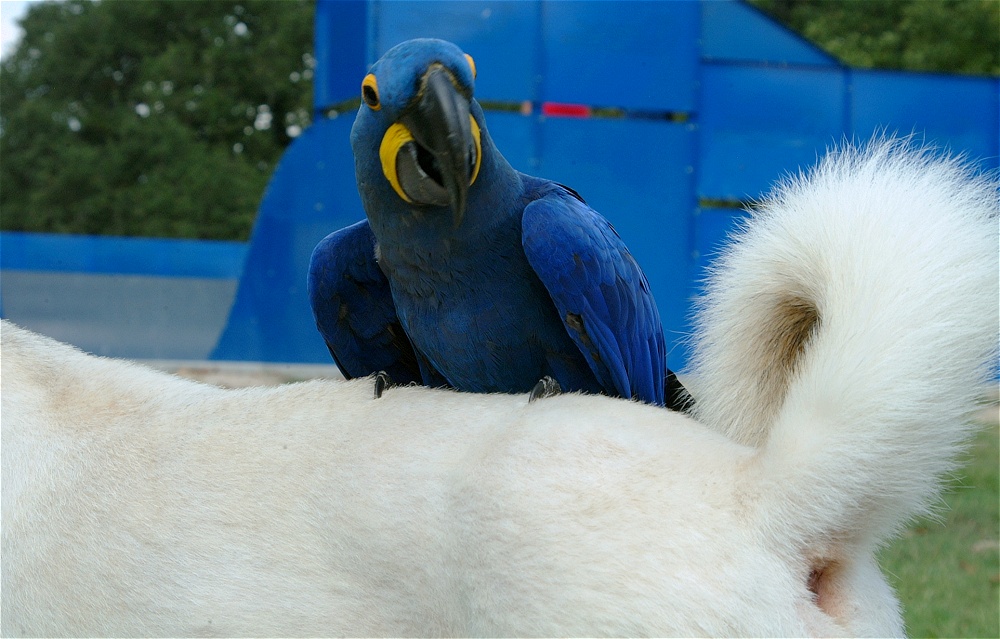 (27) Dscf4032.jpg   (1000x639)   226 Kb                                    Click to display next picture