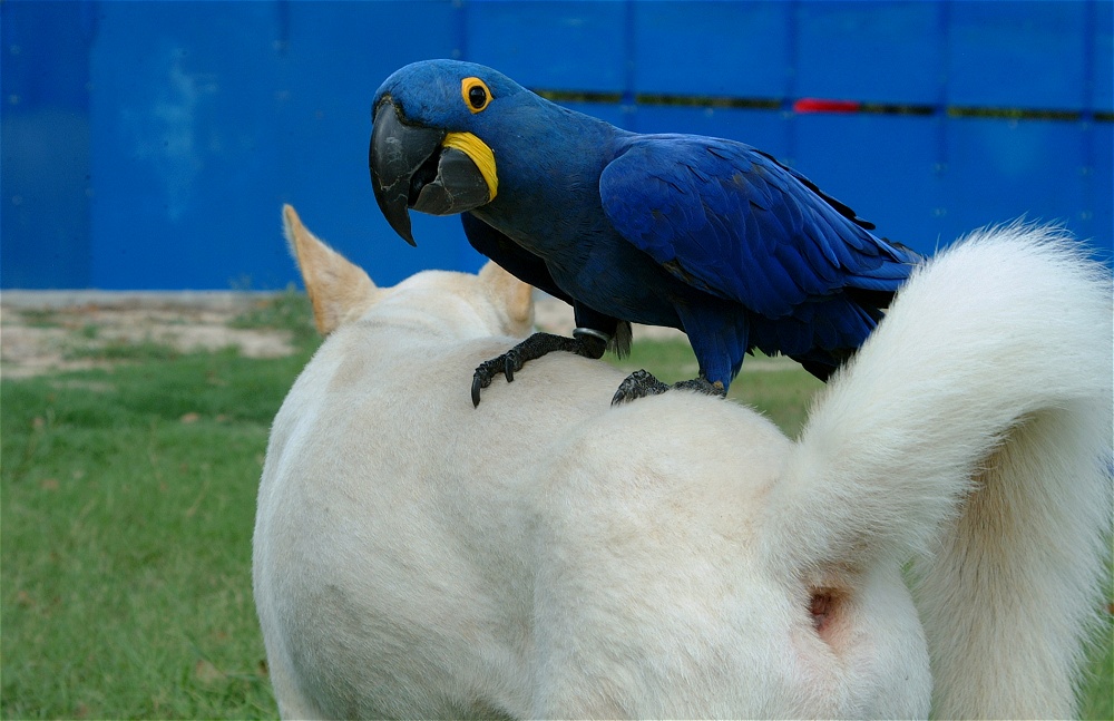 (28) Dscf4033.jpg   (1000x647)   216 Kb                                    Click to display next picture