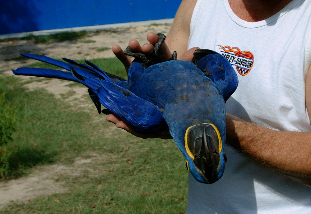 (32) Dscf4005.jpg   (1000x687)   253 Kb                                    Click to display next picture