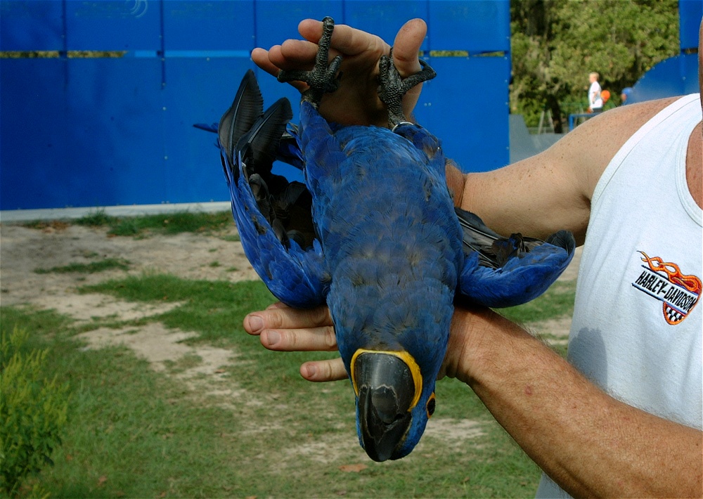 (34) Dscf4007.jpg   (1000x710)   269 Kb                                    Click to display next picture