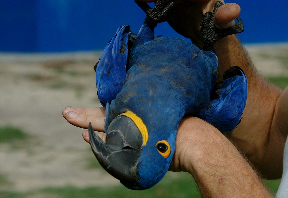 (36) Dscf4010.jpg   (1000x687)   218 Kb                                    Click to display next picture