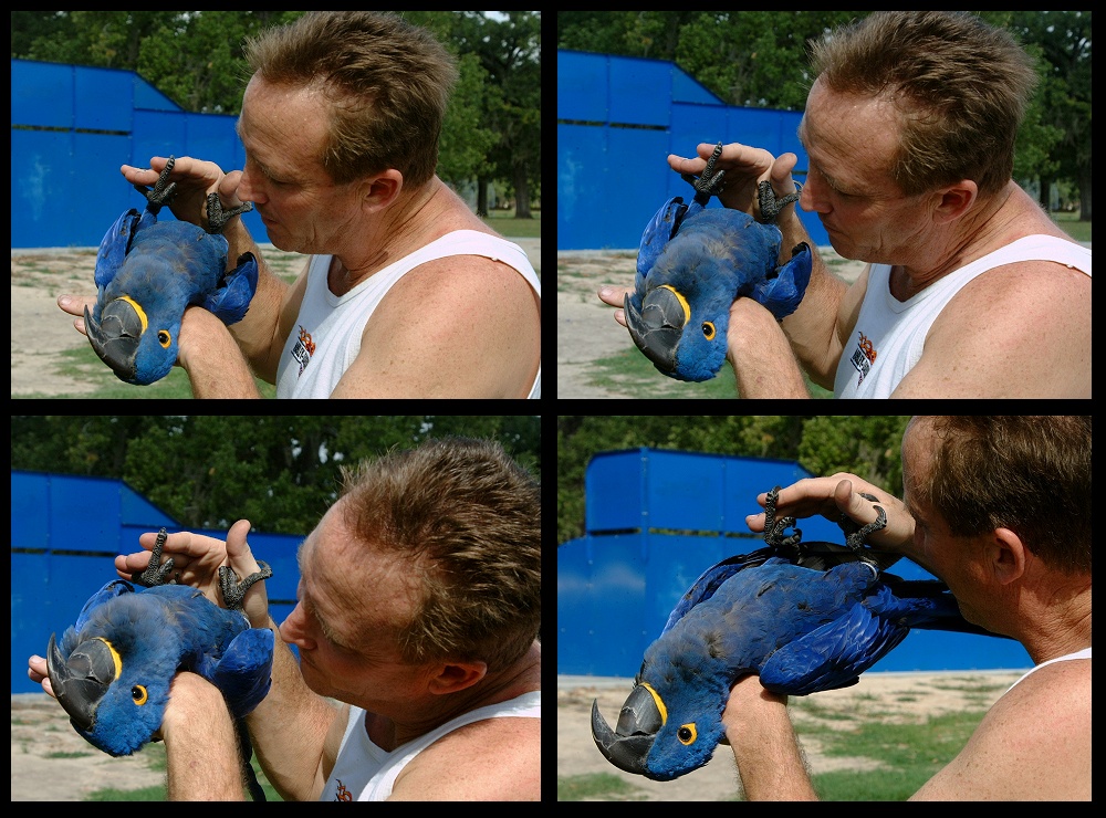 (37) bubba montage.jpg   (1000x740)   336 Kb                                    Click to display next picture