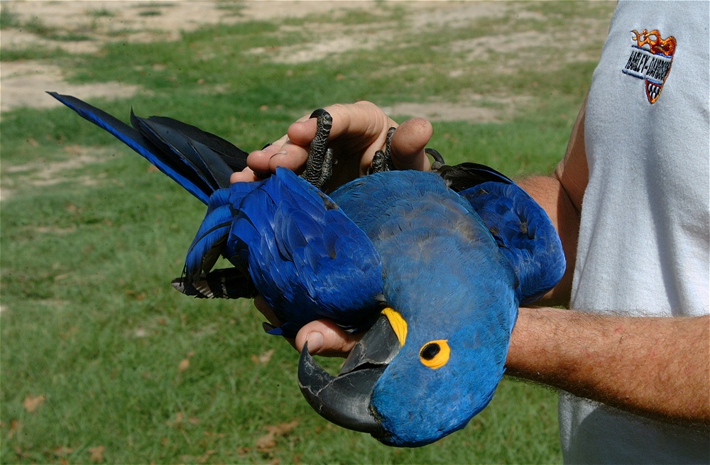 (39) Dscf4016.jpg   (1000x655)   267 Kb                                    Click to display next picture