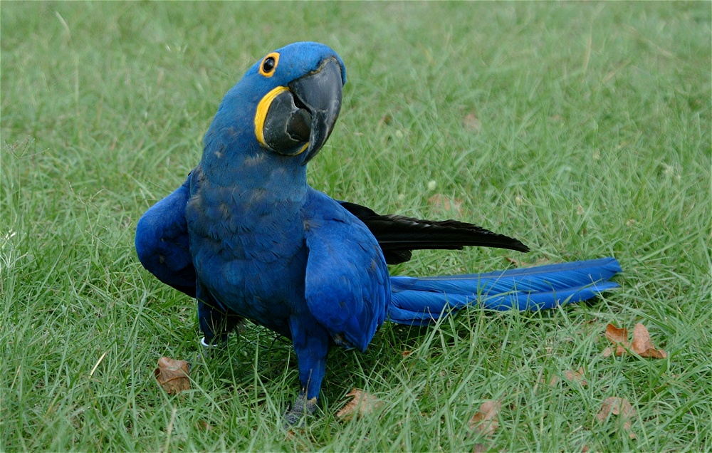 (44) Dscf4025.jpg   (1000x636)   322 Kb                                    Click to display next picture