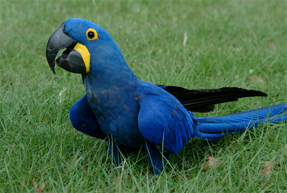 (46) Dscf4028.jpg   (1000x672)   316 Kb                                    Click to display next picture