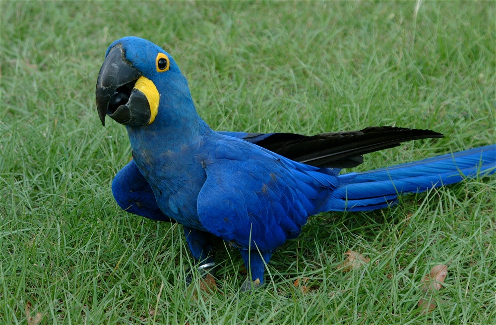 (47) Dscf4029.jpg   (1000x656)   333 Kb                                    Click to display next picture