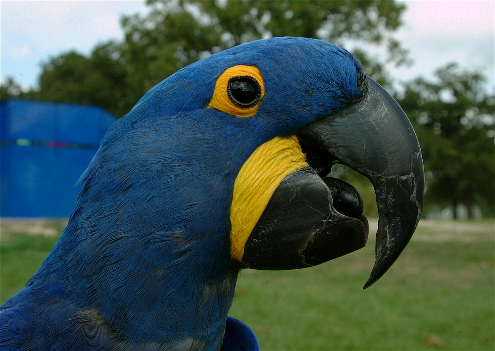 (50) Dscf4040.jpg   (1000x709)   273 Kb                                    Click to display next picture