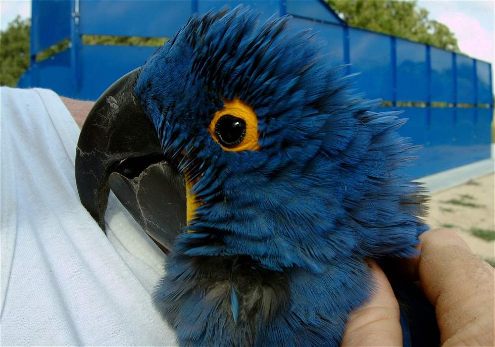 (55) Dscf4055.jpg   (1000x701)   286 Kb                                    Click to display next picture