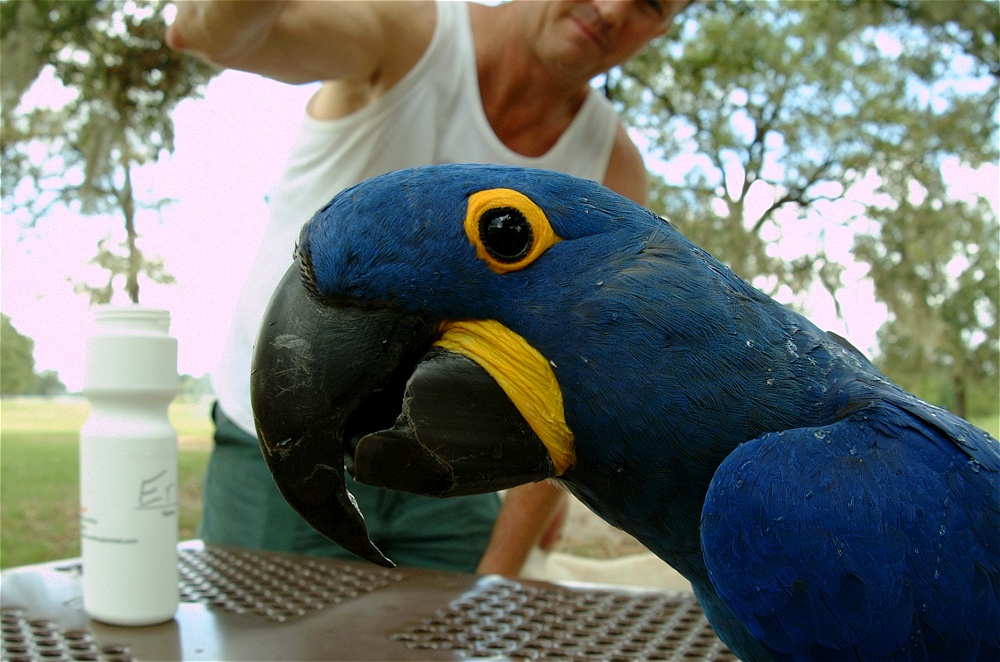 (65) Dscf4077.jpg   (1000x662)   257 Kb                                    Click to display next picture