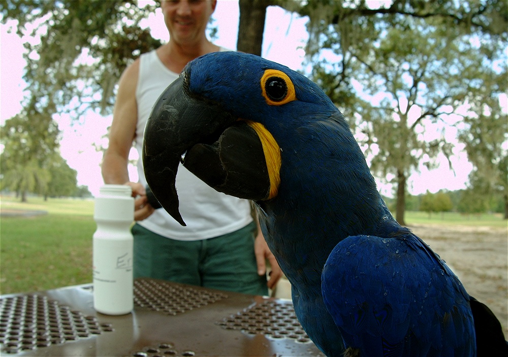 (67) Dscf4079.jpg   (1000x704)   273 Kb                                    Click to display next picture