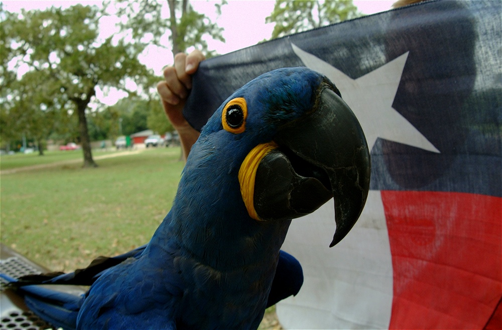 (74) Dscf4112.jpg   (1000x659)   221 Kb                                    Click to display next picture