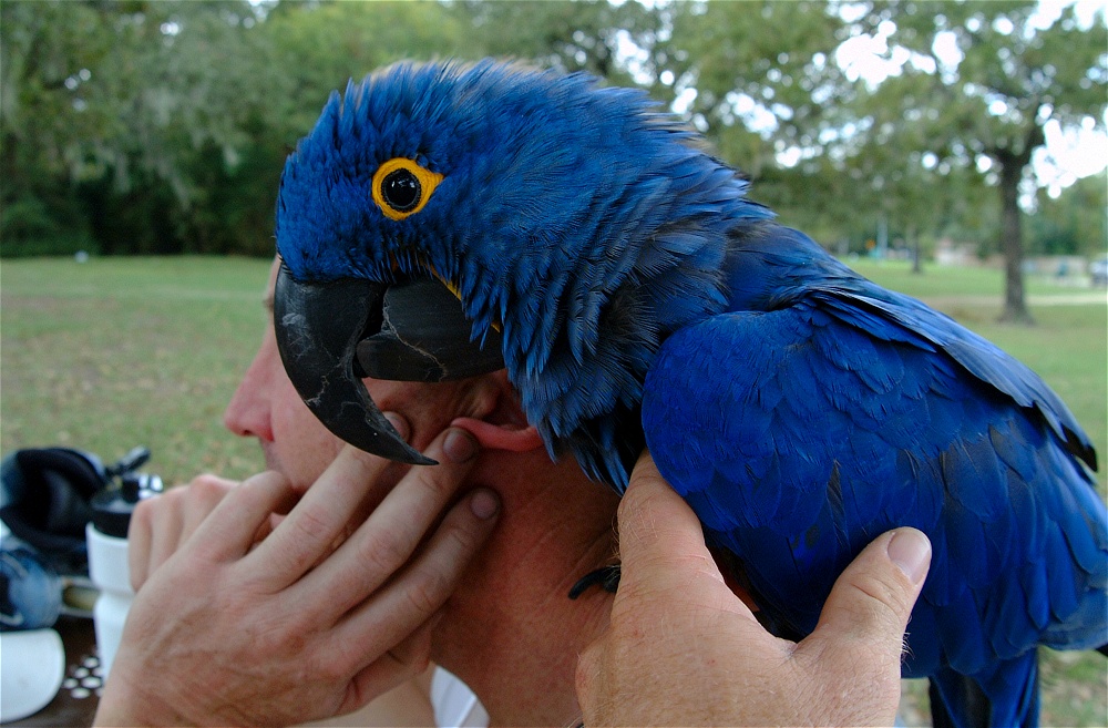 (03) Dscf4173.jpg   (1000x657)   268 Kb                                    Click to display next picture