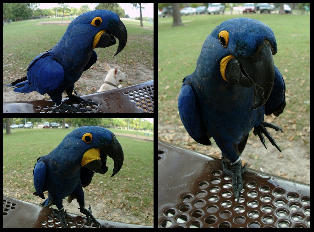 (07) bubba montage.jpg   (1000x740)   313 Kb                                    Click to display next picture