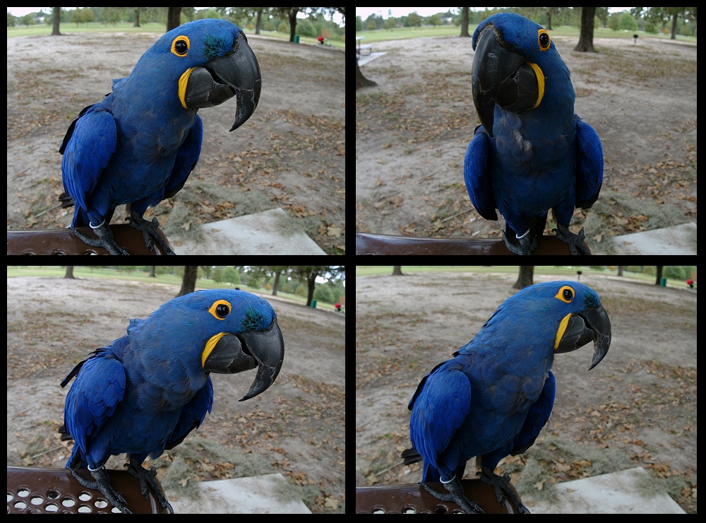 (08) bubba montage.jpg   (1000x740)   317 Kb                                    Click to display next picture