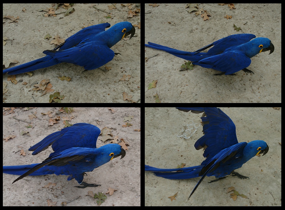 (09) bubba montage.jpg   (1000x740)   359 Kb                                    Click to display next picture