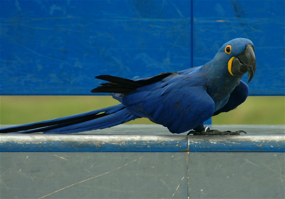 (10) Dscf3035.jpg   (1000x699)   193 Kb                                    Click to display next picture