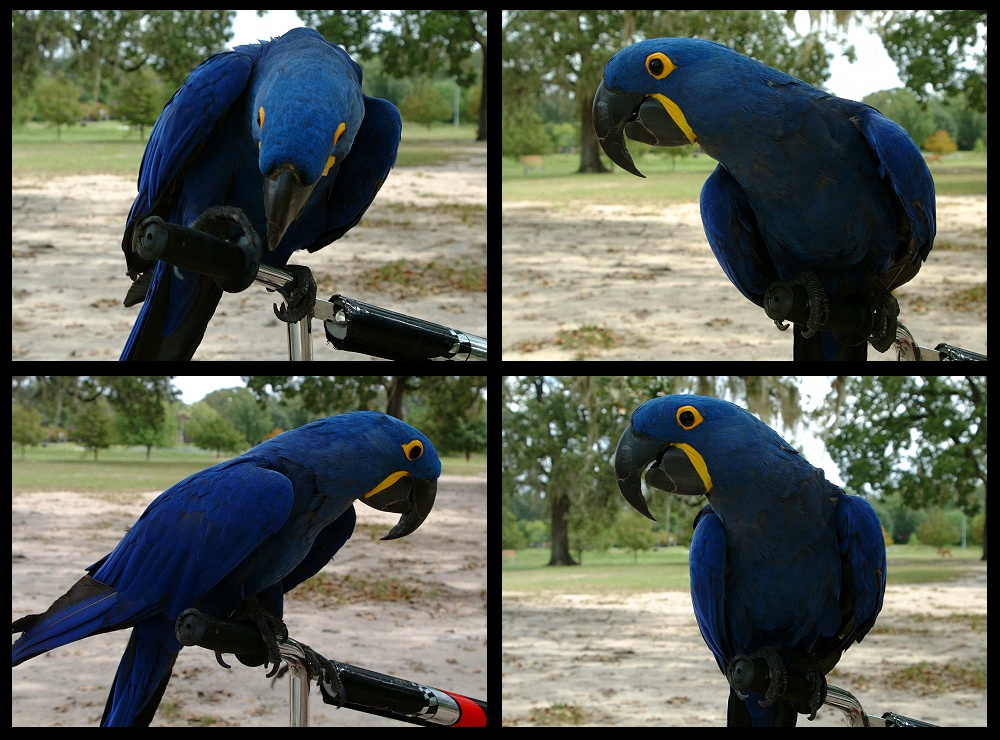 (11) bubba montage.jpg   (1000x740)   310 Kb                                    Click to display next picture