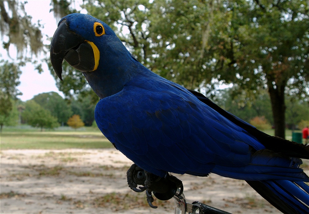 (12) Dscf4226.jpg   (1000x692)   270 Kb                                    Click to display next picture